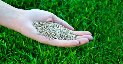 lawn seed